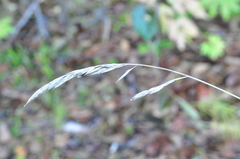 Festuca rubra commutata