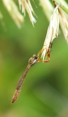 Leptogaster