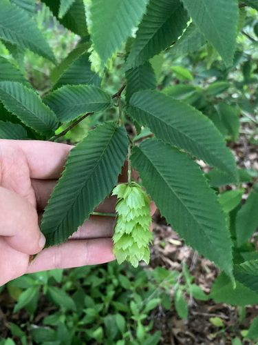Carpinus japonica iNat (2)