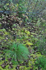 Festuca rubra commutata