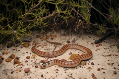 Half-Girdled Snake photo 1