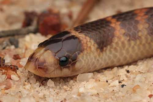 Southern Shovel-nosed Snake