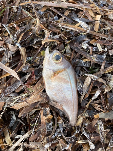 Klunzinger's bullseye (Pempheris klunzingeri) — Pempheridae — 3