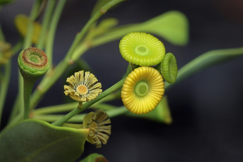 Codonocarpus cotinifolius (Desf.) F.Muell.
