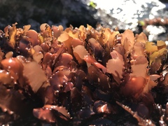 Schottera nicaeensis