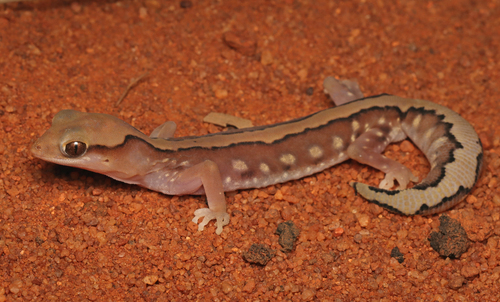 Fine-faced Gecko, Diplodactylus pulcher