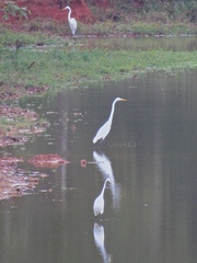 Ardea alba egretta