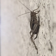 Svistella bifasciata