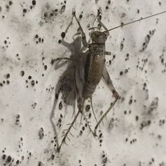 Svistella bifasciata