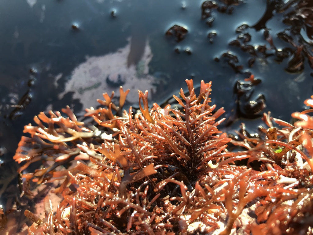 Chondria (OCÉANO Bahía Bustamante) · iNaturalist