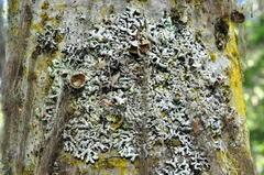 Hypogymnia rugosa