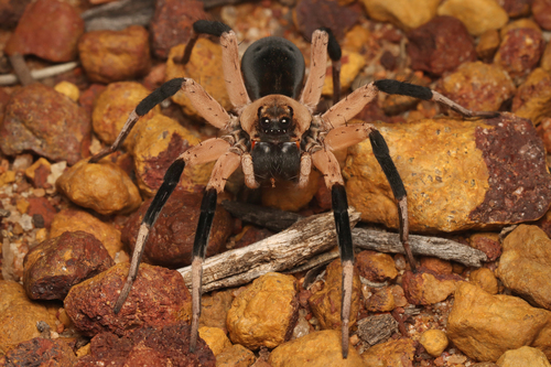 Hoggicosa storri