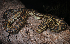 South-Western Carpet Python photo 2