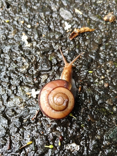 Euhadra peliomphala simodae