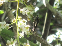 Orthoprosopa bilineata