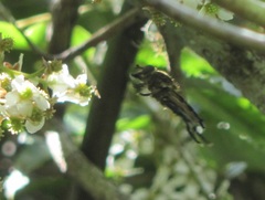 Orthoprosopa bilineata