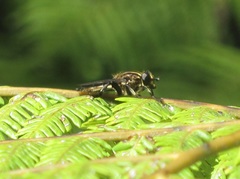 Orthoprosopa bilineata