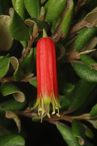 Nematolepis phebalioides, photograph 6