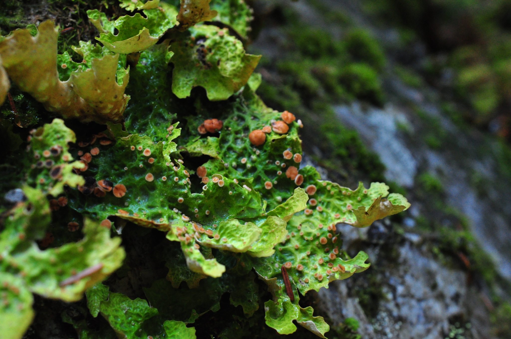 Lobaria image