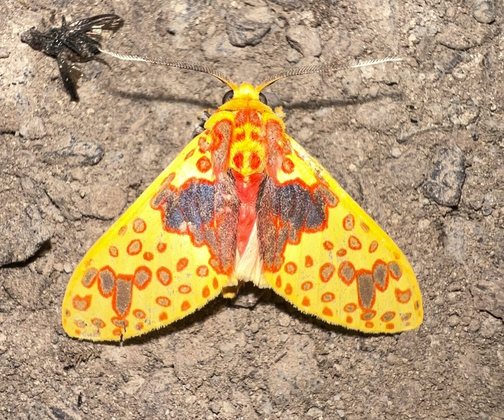 Amaxia perignita