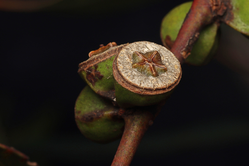 Eucalyptus diptera, photograph 1
