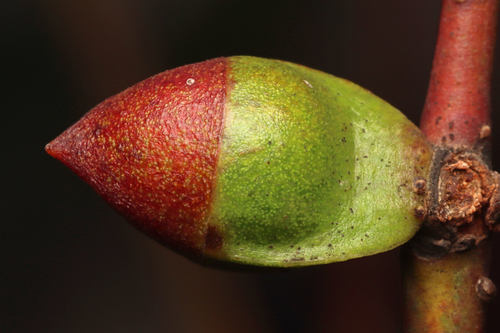Eucalyptus diptera