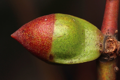 Eucalyptus diptera