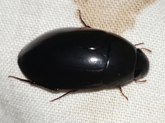 Hydrochara spangleri