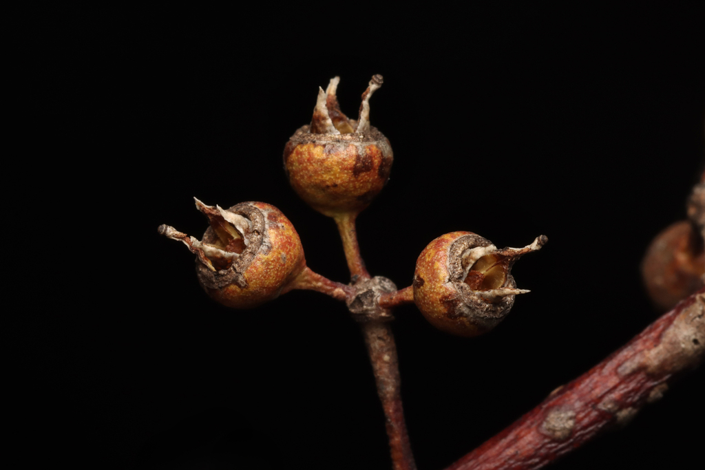 Eucalyptus salmonophloia; photograph author not stated, no rights reserved