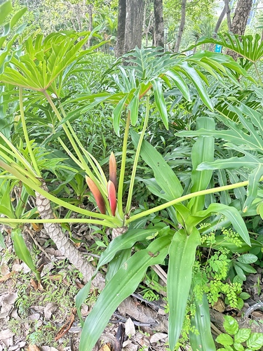Thaumatophyllum xanadu