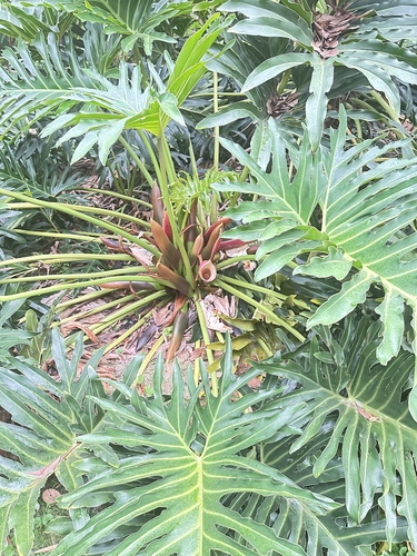Thaumatophyllum xanadu