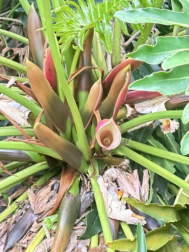 Thaumatophyllum xanadu