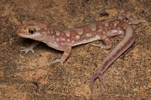 Main's Ground Gecko, Lucasium maini