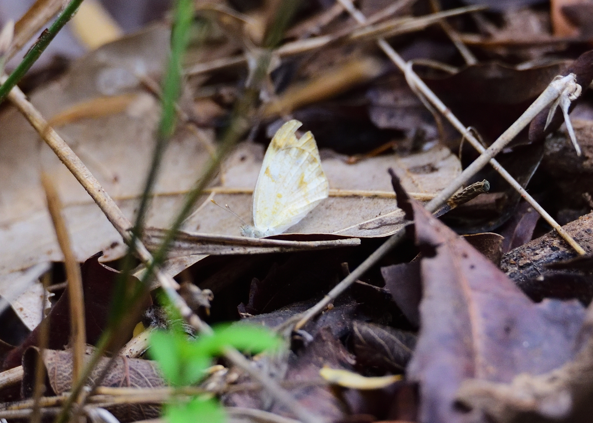Plain Orange-Tip