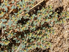 Euphorbia ocellata