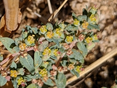 Euphorbia ocellata