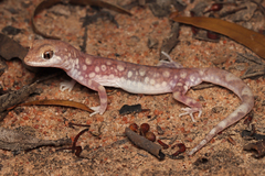 Main's Ground Gecko photo 1
