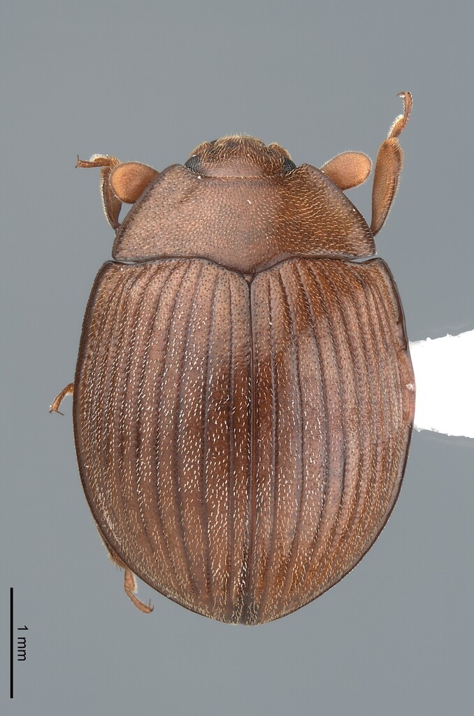 Euxestoxenus