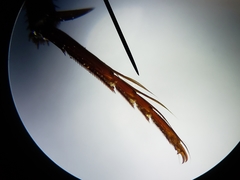 Hydrochara spangleri