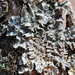 Cryptic Paw Lichen - Photo (c) Andrew Simon, some rights reserved (CC BY-NC), uploaded by Andrew Simon