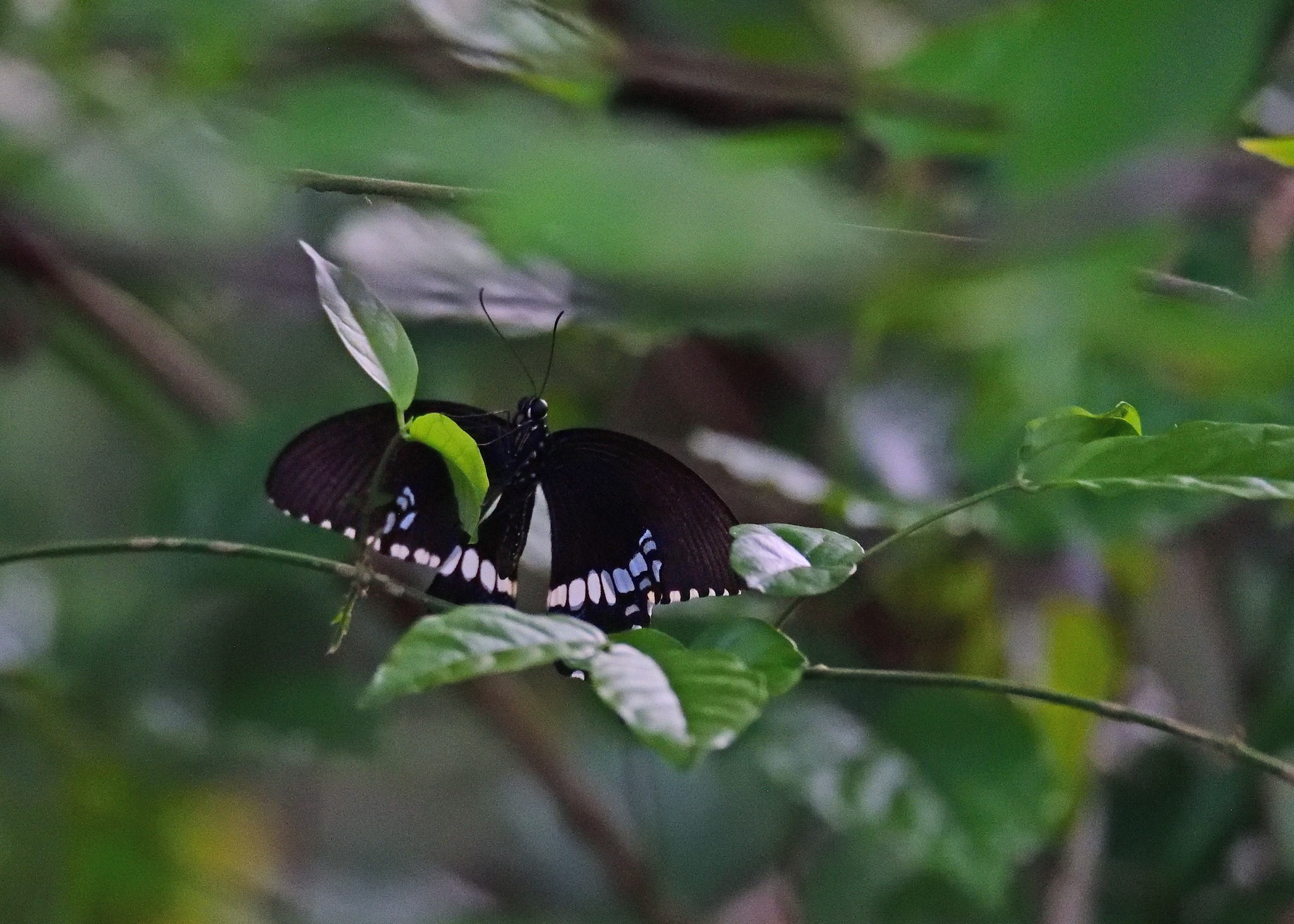 Common Mormon