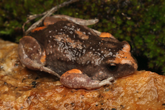 Orange-Crowned Toadlet photo 5