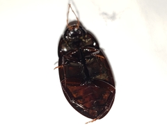 Hydrochara spangleri