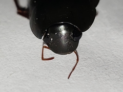 Hydrochara spangleri
