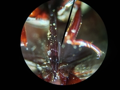 Hydrochara spangleri