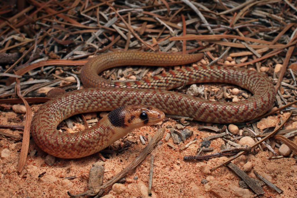 Black-Headed Scaly Foot