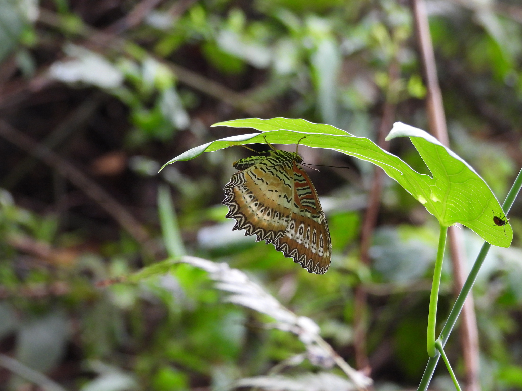 Red Lacewing