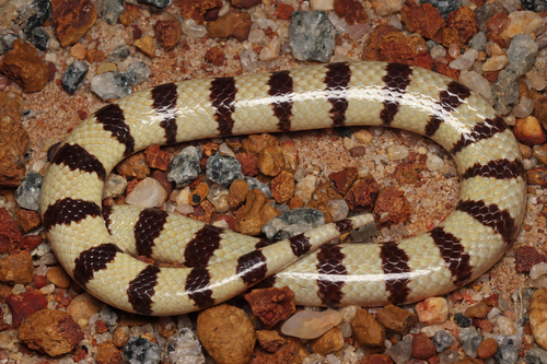 West Coast Banded Snake