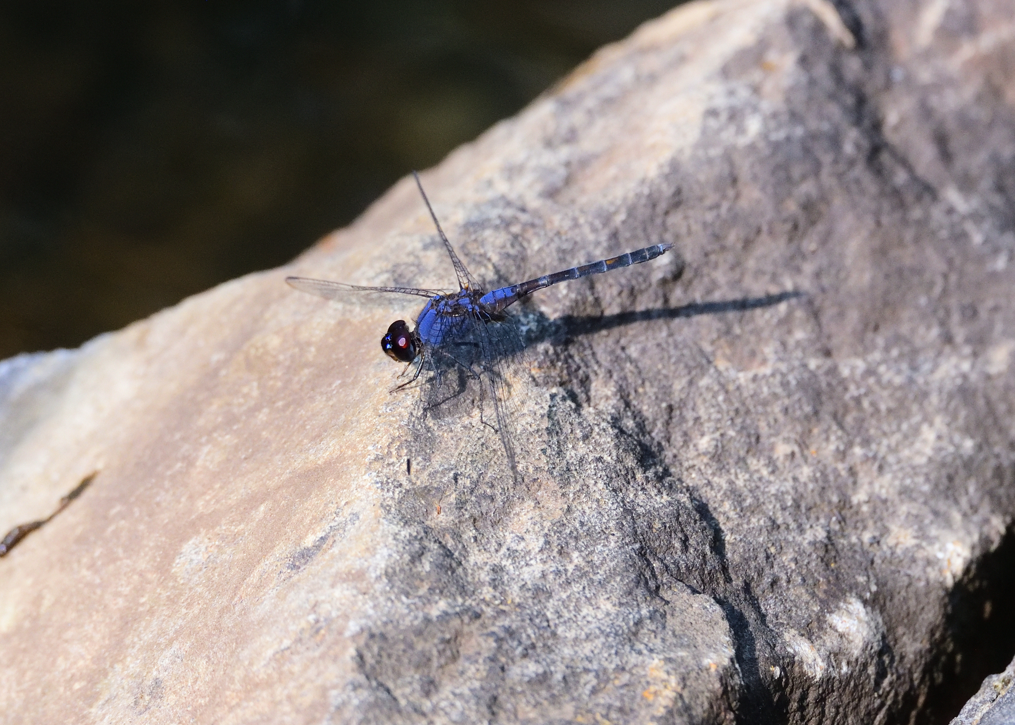 Black Stream Glider