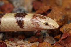West-Coast Banded Snake photo 3